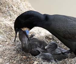 Brandt's Cormorant