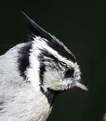 Bridled Titmouse Photo