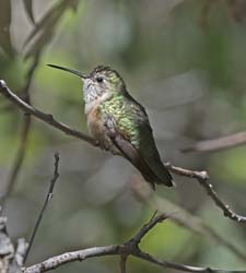 Broad-tailed Hummingbird