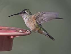 Broad-tailed Hummingbird