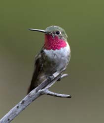 Broad-tailed Hummingbird