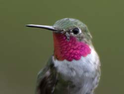 Broad-tailed Hummingbird