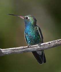 Broad-billed Hummingbird Photo
