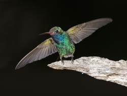 Broad-billed Hummingbird Photo