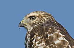 Broad-winged Hawk Photo
