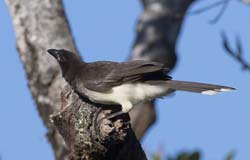 Brown Jay Photo