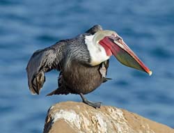 Brown Pelican Photo