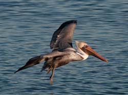 Brown Pelican Photo