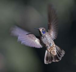 Brown Violetear