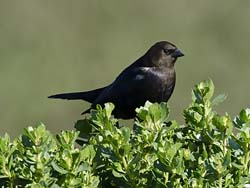 Brown-headed Cowbird Photo