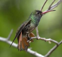 Buff-bellied Hummingbird