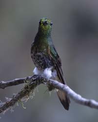 Buff-tailed Coronet