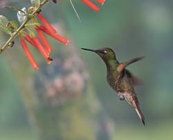Buff-tailed Coronet