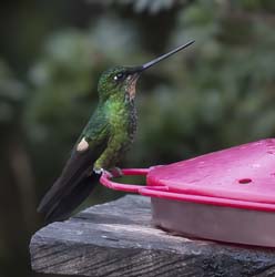 Buff-winged Starfrontlet