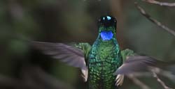 Buff-winged Starfrontlet