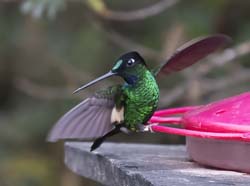 Buff-winged Starfrontlet