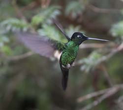 Buff-winged Starfrontlet