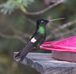 Buff-winged Starfrontlet