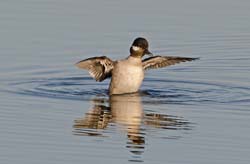 Bufflehead Photo