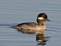 Bufflehead Photo