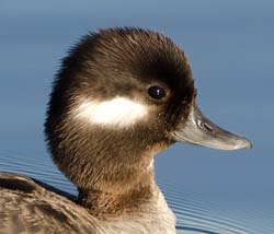 Bufflehead Photo