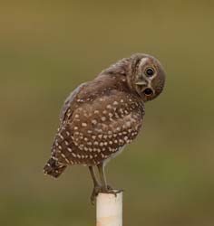 Burrowing Owl Photo