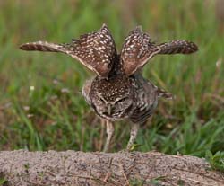 Burrowing Owl Photo