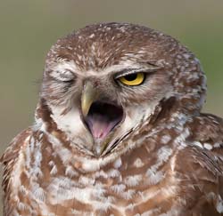 Burrowing Owl Photo