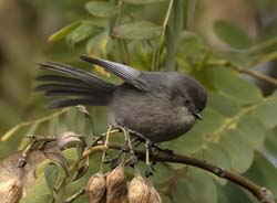 Bushtit