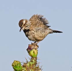 Cactus Wren Photo