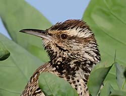 Cactus Wren Photo