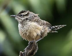 Cactus Wren Photo
