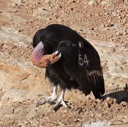 California Condor