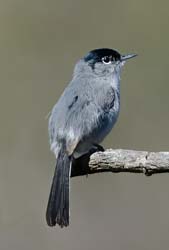 California Gnatcatcher Photo