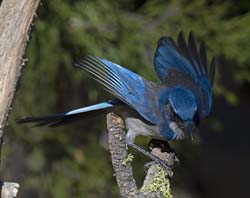 California Scrub-Jay Photo