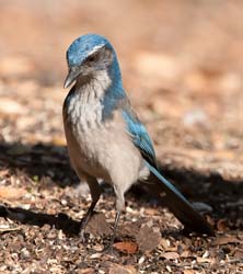 California Scrub-Jay Photo