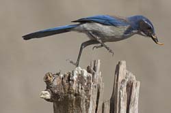 California Scrub-Jay Photo