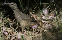 California Thrasher Photo