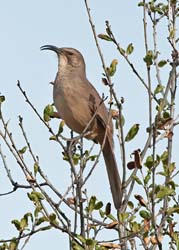 California Thrasher Photo