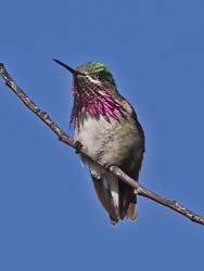 Calliope Hummingbird Photo