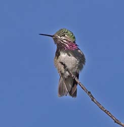 Calliope Hummingbird Photo