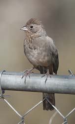 Canyon Towhee Photo