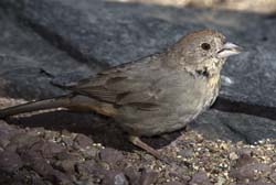 Canyon Towhee Photo