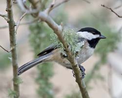 Carolina Chickadee Photo