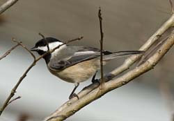 Carolina Chickadee Photo