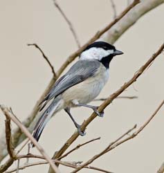 Carolina Chickadee Photo