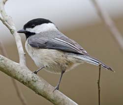 Carolina Chickadee Photo