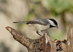 Carolina Chickadee Photo