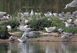 Caspian Tern Photo