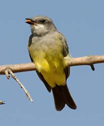 Cassin'S Kingbird Photo